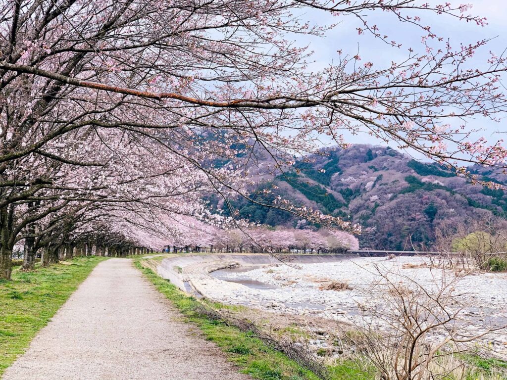 Cherry Blossompath