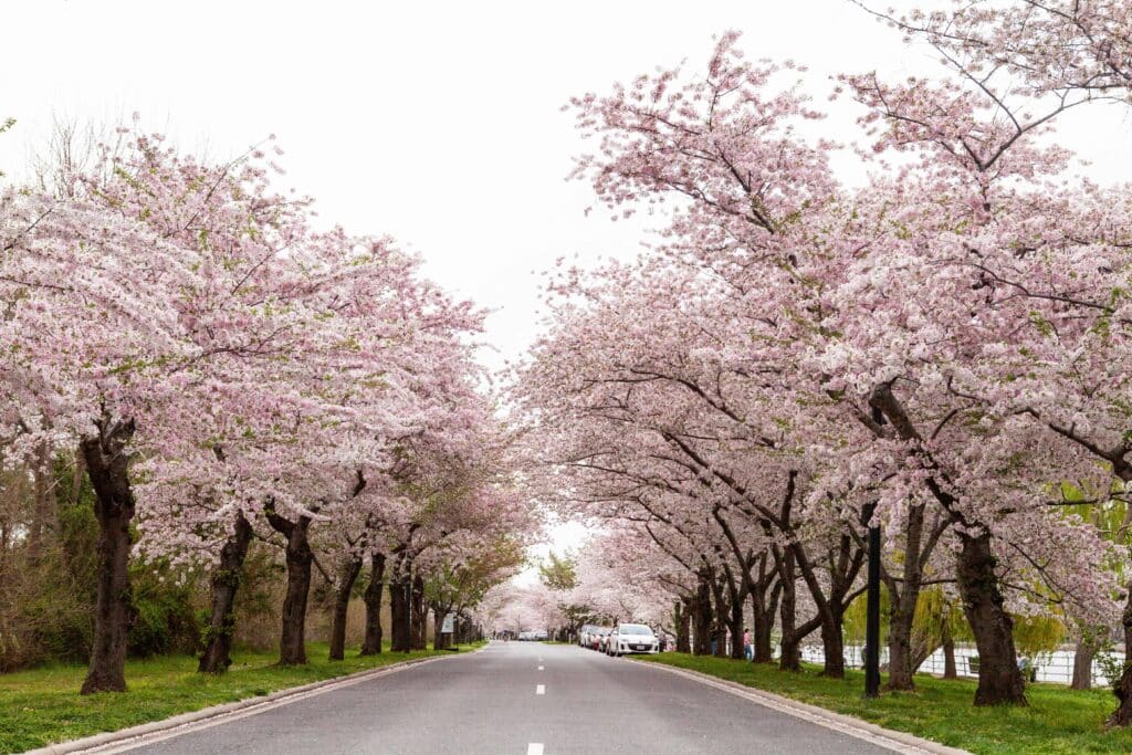 cherry blossom road