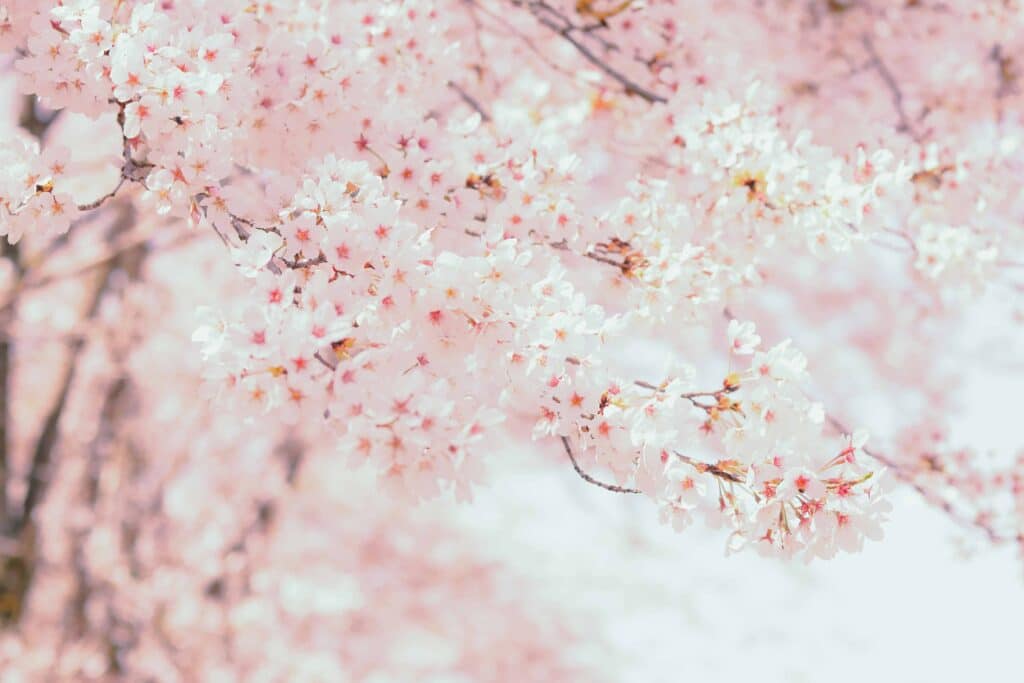 cherry blossom close up