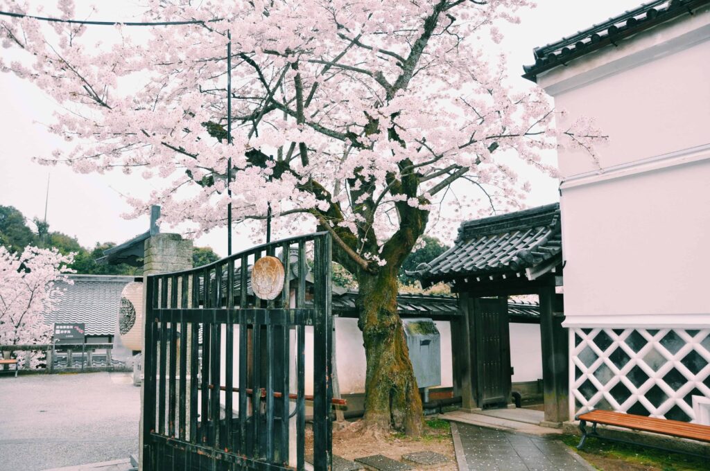 Cherry Blossom house