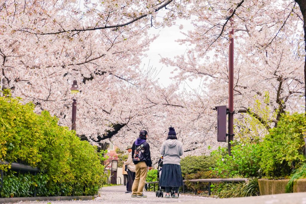 Cherry Blossom in Hokkaido