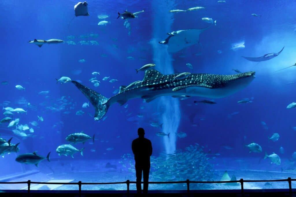 Okinawa Churaumi Aquarium man standing